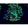 WYSIWYG Euphyllia paraancora (Maricultura acclimatata sotto LED) 4C4