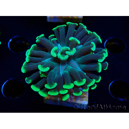 WYSIWYG Euphyllia paraancora (Acclimatato alla maricoltura sotto LED) 4C5