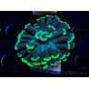 WYSIWYG Euphyllia paraancora (Mariculture acclimaté sous LED) 4C5