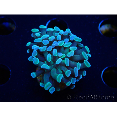 WYSIWYG Euphyllia paraancora (Maricoltura acclimatata sotto LED) 4C6