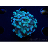 WYSIWYG Euphyllia paraancora (Mariculture acclimaté sous LED) 4C6