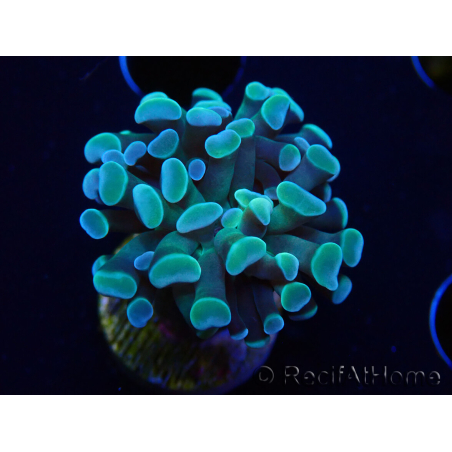 WYSIWYG Euphyllia paraancora (Mariculture acclimaté sous LED) 4C6