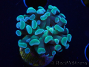 WYSIWYG Euphyllia paraancora (Mariculture acclimaté sous LED) 4C6