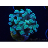 WYSIWYG Euphyllia paraancora (Maricoltura acclimatata sotto LED) 4C6