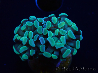 WYSIWYG Euphyllia paraancora (Maricultura aclimatada bajo LED) 4C5