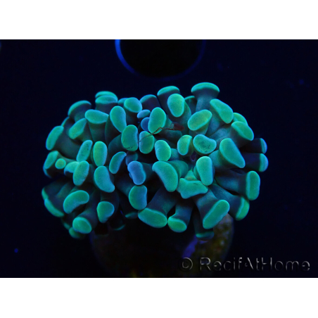 WYSIWYG Euphyllia paraancora (Mariculture acclimaté sous LED) 4C5