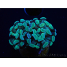 WYSIWYG Euphyllia paraancora (Mariculture acclimated under LED) 4C5