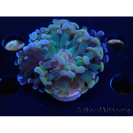 WYSIWYG Euphyllia paraancora (Maricoltura acclimatata sotto LED) 4C6