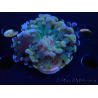 WYSIWYG Euphyllia paraancora (Maricoltura acclimatata sotto LED) 4C6