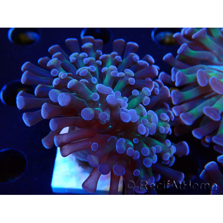 WYSIWYG Euphyllia paraancora (Maricultura acclimatata sotto LED) 4D1