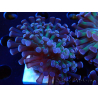 WYSIWYG Euphyllia paraancora (Mariculture acclimaté sous LED) 4D1