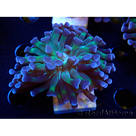 WYSIWYG Euphyllia paraancora (Maricoltura acclimatata sotto LED) 4D2