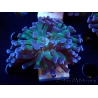 WYSIWYG Euphyllia paraancora (Maricoltura acclimatata sotto LED) 4D2