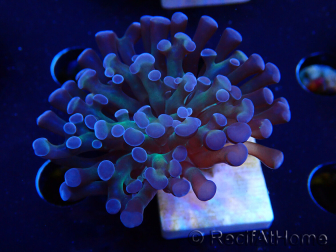 WYSIWYG Euphyllia paraancora (Maricoltura acclimatata sotto LED) 4D3