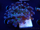 WYSIWYG Euphyllia paraancora (Maricoltura acclimatata sotto LED) 4D3