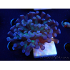 WYSIWYG Euphyllia paraancora (Maricoltura acclimatata sotto LED) 4D3