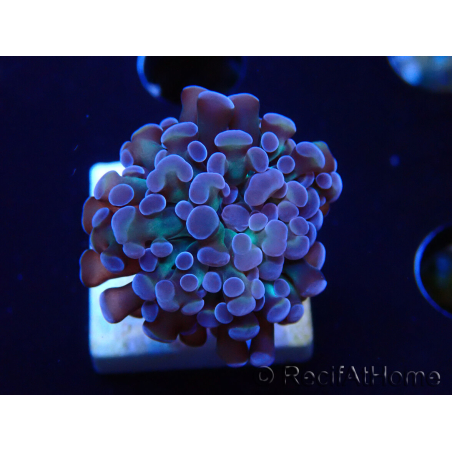 WYSIWYG Euphyllia paraancora (Maricultura acclimatata sotto LED) 4D4