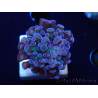 WYSIWYG Euphyllia paraancora (Mariculture acclimaté sous LED) 4D4