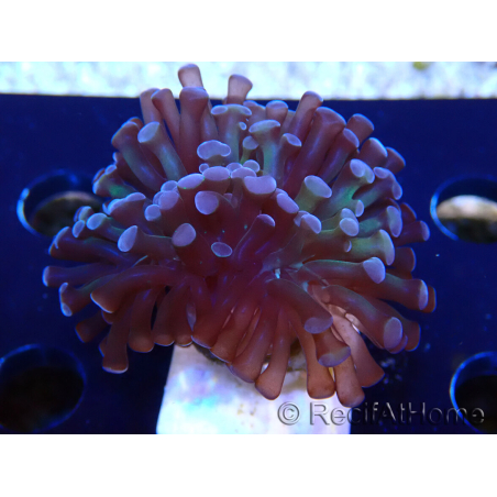 WYSIWYG Euphyllia paraancora (Mariculture acclimaté sous LED) 4D5