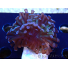 WYSIWYG Euphyllia paraancora (Mariculture acclimaté sous LED) 4D5