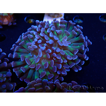 WYSIWYG Euphyllia paraancora (unter LED akklimatisierte Marikultur) 4D6