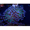 WYSIWYG Euphyllia paraancora (Mariculture acclimaté sous LED) 4D6