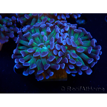 WYSIWYG Euphyllia paraancora (Mariculture acclimaté sous LED) 4D5