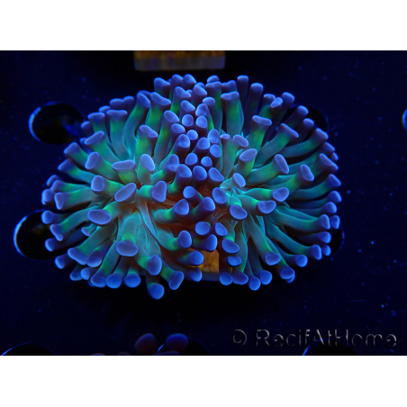 WYSIWYG Euphyllia paraancora (Mariculture acclimated under LED) 4D6