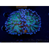 WYSIWYG Euphyllia paraancora (Mariculture acclimated under LED) 4D6