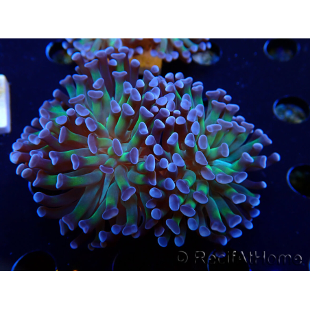 WYSIWYG Euphyllia paraancora (Maricoltura acclimatata sotto LED) 4D5