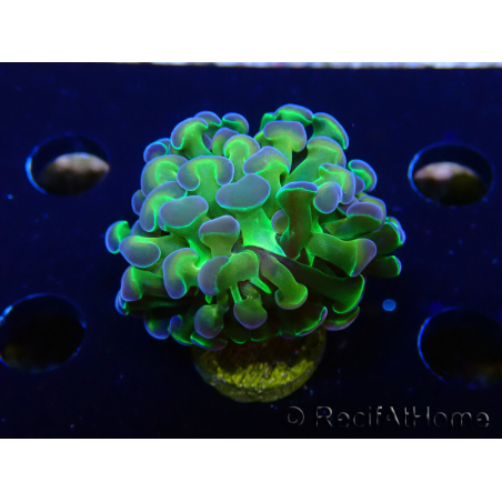 WYSIWYG Euphyllia paraancora (Mariculture acclimaté sous LED) 4D10