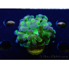 WYSIWYG Euphyllia paraancora (Mariculture acclimaté sous LED) 4D10