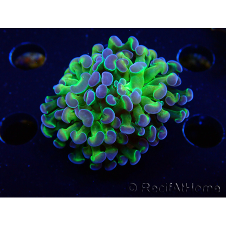 WYSIWYG Euphyllia paraancora (Maricultura acclimatata sotto LED) 4E1