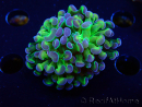 WYSIWYG Euphyllia paraancora (Mariculture acclimaté sous LED) 4E1