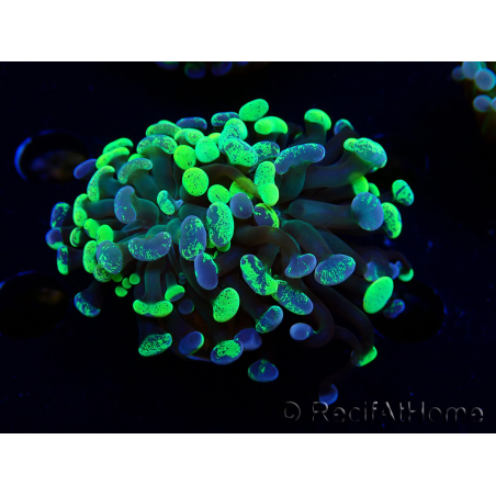 WYSIWYG Euphyllia paraancora (Marikultur akklimatisiert unter LED) 4E3