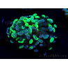 WYSIWYG Euphyllia paraancora (Mariculture acclimaté sous LED) 4E3