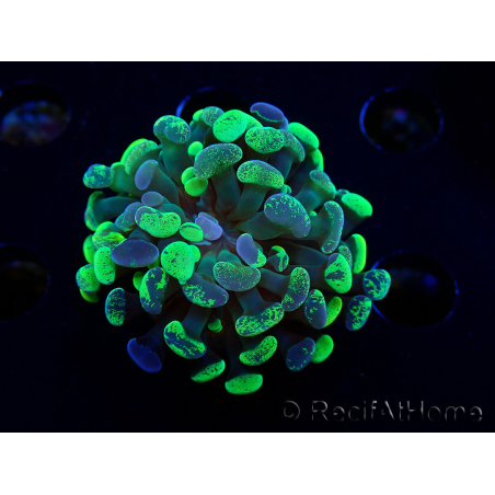 WYSIWYG Euphyllia paraancora (Acclimatato da maricoltura sotto LED) 4E6