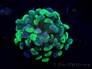 WYSIWYG Euphyllia paraancora (Mariculture acclimaté sous LED) 4E6