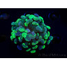 WYSIWYG Euphyllia paraancora (Maricultura aclimatada bajo LED) 4E6