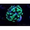 WYSIWYG Euphyllia paraancora (Mariculture acclimaté sous LED) 4E8