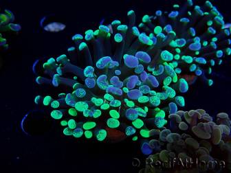 WYSIWYG Euphyllia paraancora (Maricultura acclimatata sotto LED) 4E5