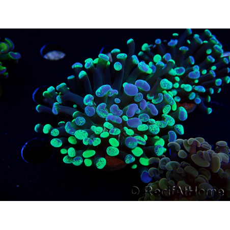 WYSIWYG Euphyllia paraancora (Mariculture acclimated under LED) 4E5