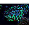 WYSIWYG Euphyllia paraancora (Mariculture acclimaté sous LED) 4E9