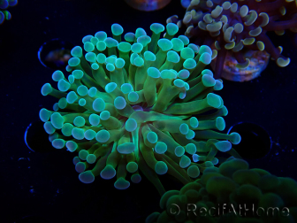 WYSIWYG Euphyllia paraancora (Mariculture acclimated under LED) 4E6