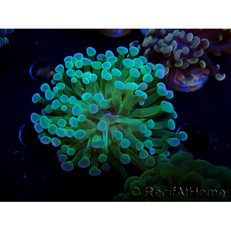 WYSIWYG Euphyllia paraancora (Mariculture acclimaté sous LED) 4E6