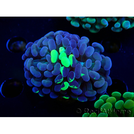 WYSIWYG Euphyllia paraancora (Marikultur, akklimatisiert unter LED) 4F1