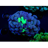 WYSIWYG Euphyllia paraancora (Marikultur, akklimatisiert unter LED) 4F1