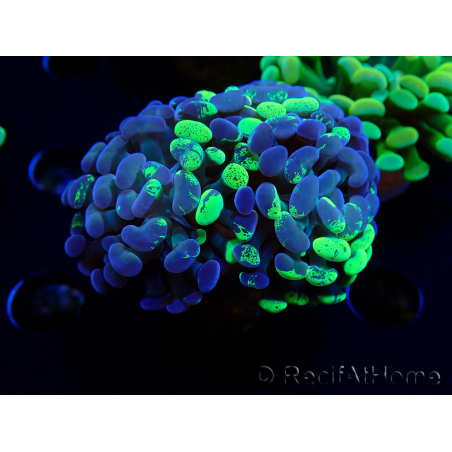WYSIWYG Euphyllia paraancora (Mariculture acclimaté sous LED) 4F2