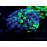WYSIWYG Euphyllia paraancora (Maricoltura acclimatata sotto LED) 4F2
