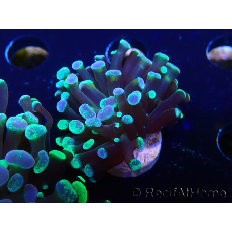 WYSIWYG Euphyllia paraancora (Maricoltura acclimatata sotto LED) 4F6